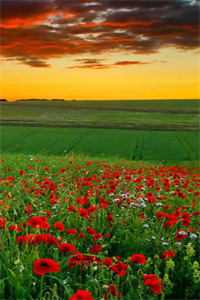 你是深秋我为落叶试读