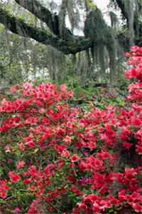 余后不渡旧时风前文+番外