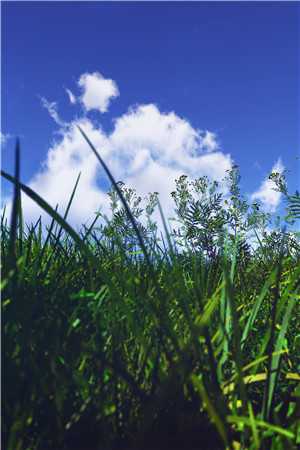 我死后三年，老公找我给小青梅捐肾精品篇